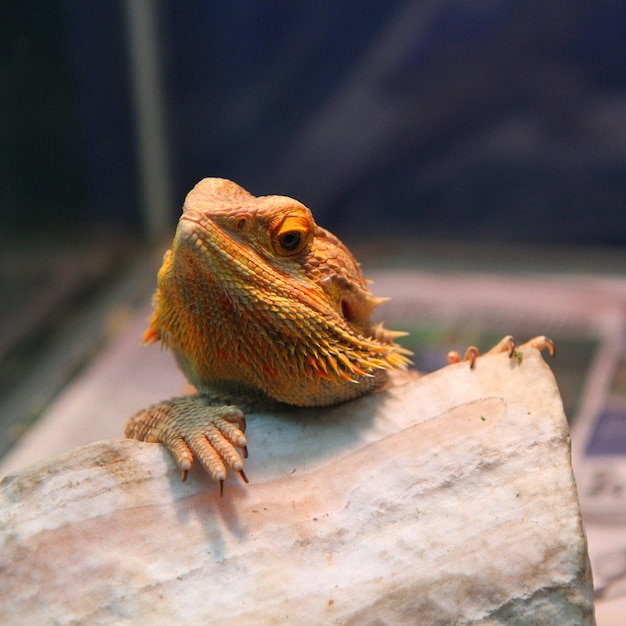 Bearded dragon in the zoo