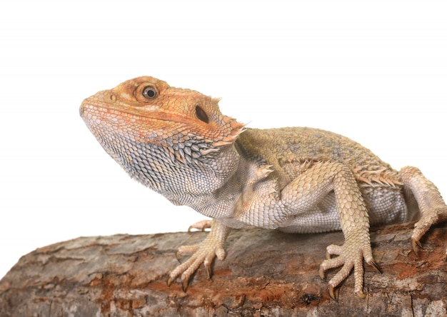 Bearded dragons on white wall