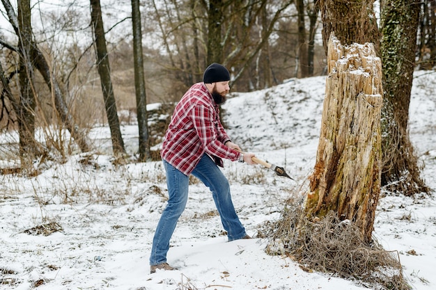 Bearded man chopping an old tree in winter in the forest