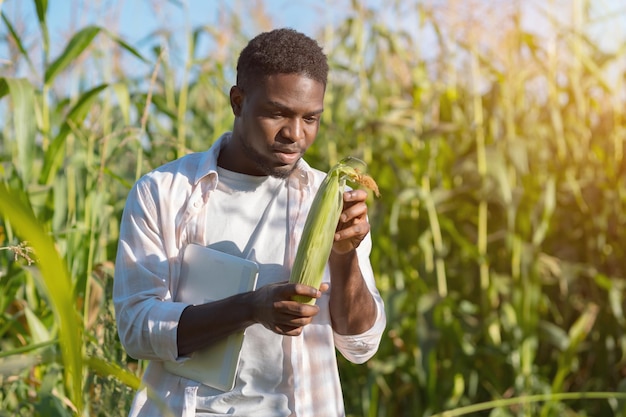 Bearded man examines corn cob looking for data on tablet