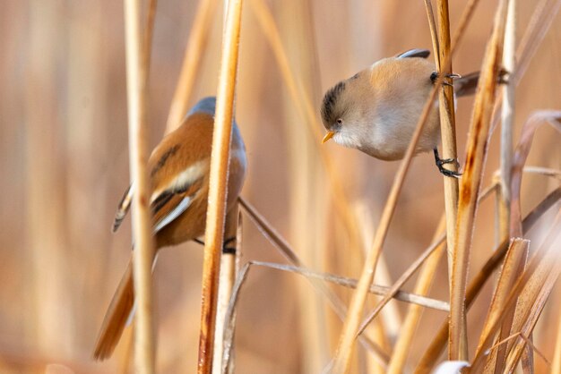 Bearded reedling male Panurus biarmicus Toledo Spain