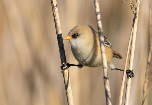 Bearded reedling Panurus biarmicus A bird sits on a twine between two reed stalks