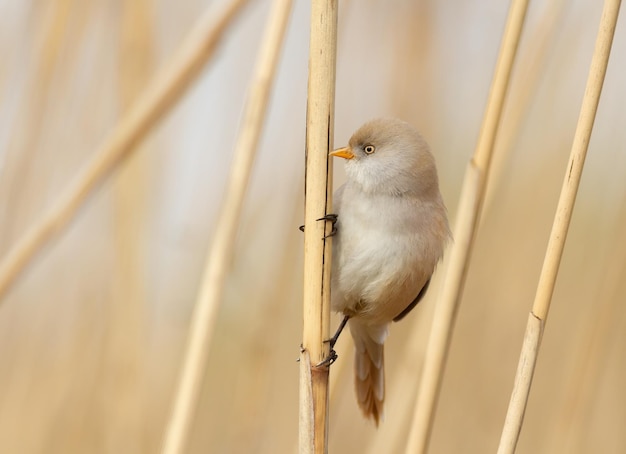 Bearded reedling Panurus biarmicus A female bird sits on a reed stalk on a riverbank