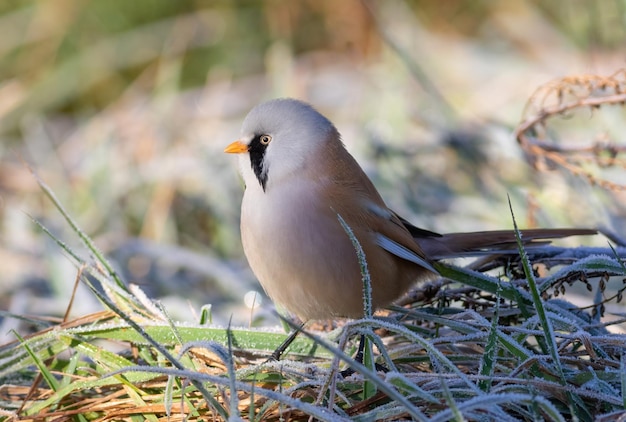 Bearded reedling Panurus biarmicus Frosty morning The male sits in the frostcovered grass