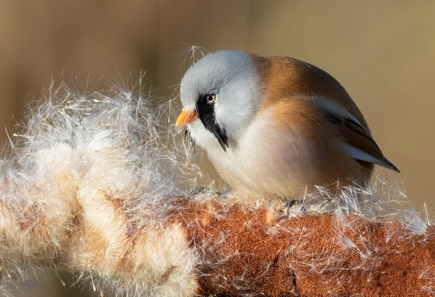 Bearded reedling Panurus biarmicus The male bird fluffs up the cattail