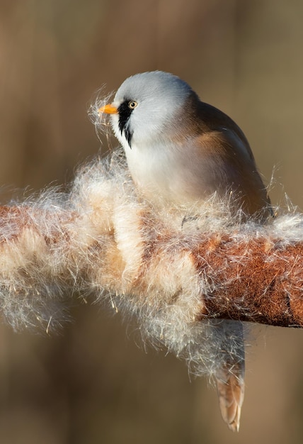 Bearded reedling Panurus biarmicus The male bird fluffs up the cattail