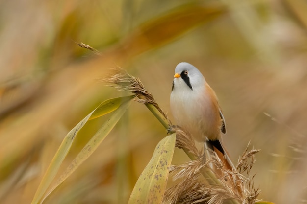 Bearded reedling (Panurus biarmicus) sitting on a reed.