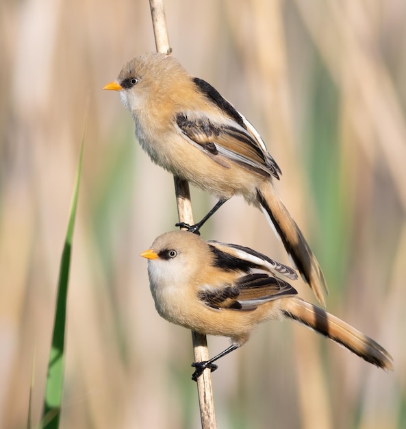 Bearded reedling Panurus biarmicus Two young males sitting on a reed stalk on the river bank