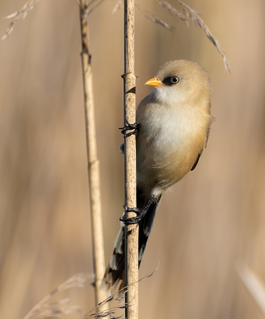 Bearded reedling Panurus biarmicus A young male sits on a reed stalk on the river bank