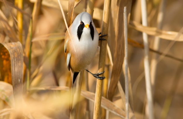 Bearded reedling sits on the stem and looks towards the camera