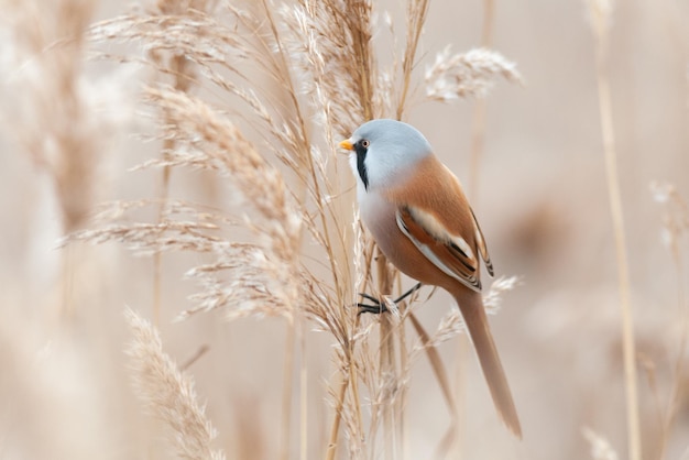 Bearded tit in its habitat, eating reeds. Panurus biarmicus.