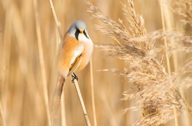 Bearded tit panurus biarmicus Bird sitting on reed near a river Early sunny morning