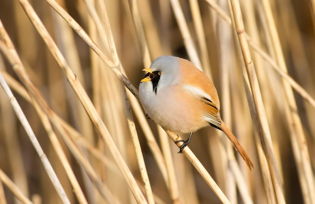 Bearded tit panurus biarmicus Bird sitting on reed near a river