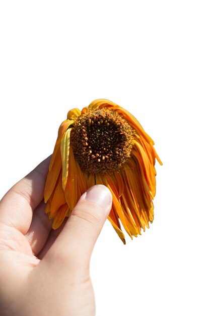 Beatiful fresh flowers on white background