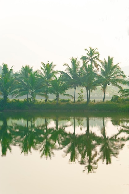 Beatiful jungle and their reflection in the water