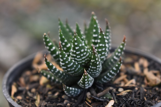 beatiful mini cactus on pot in the garden