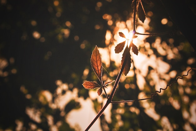 Photo beatiful sunlight with back light natural on leave branch