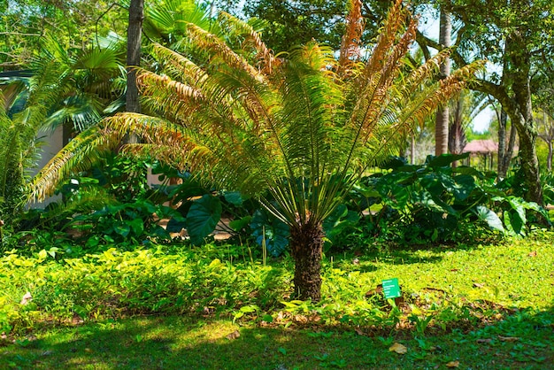 A beatiful view of Botanical Garden located in Brasilia Brazil