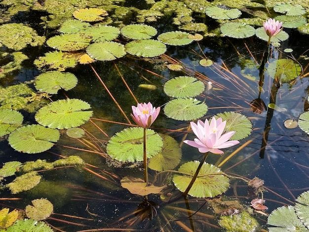 Beatiful water lily or lotus flower with green leaf in the pond