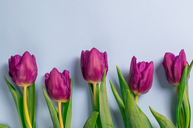 Beatuiful fresh purple tulips bouquet