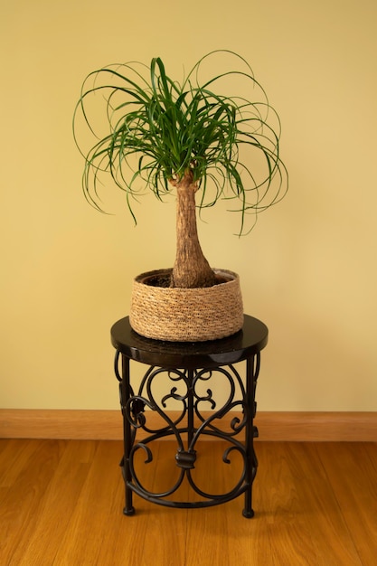 The Beaucarnea Recurvata also known as Ponytail Palm or Nolina Closeup