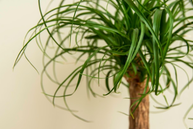 Beaucarnea Recurvata also known as Ponytail Palm or Nolina Home plant