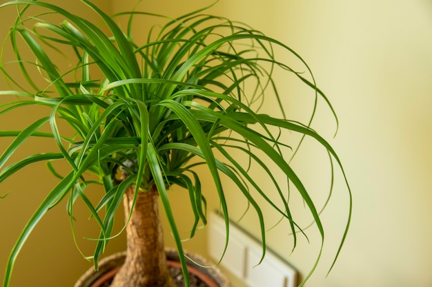 The Beaucarnea Recurvata also known as Ponytail Palm or Nolina