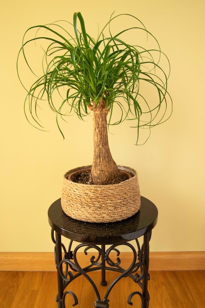 The Beaucarnea Recurvata plant also known as Ponytail Palm or Nolina