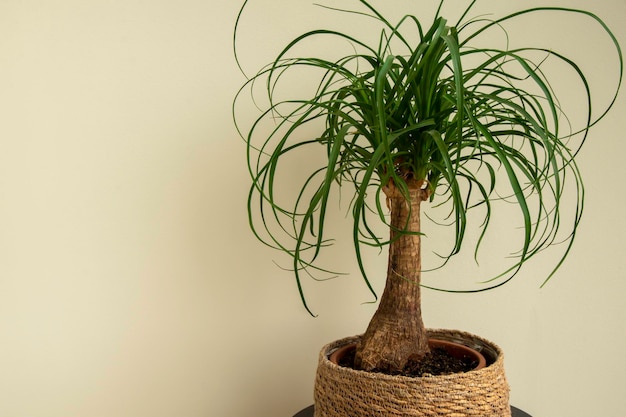 The Beaucarnea Recurvata plant also known as Ponytail Palm or Nolina