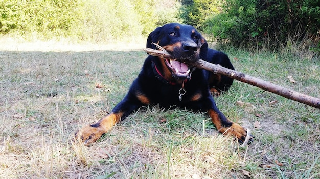 Photo beauceron sitting with stick in mouth