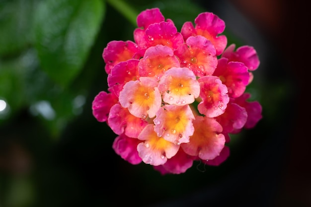 Beauful flower on black background