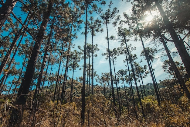 Beautifful view of Araucaria angustifolia trees in Campos do Jordao