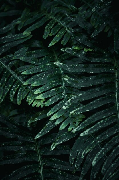 the beautiful abstract green plant leaves in the nature 