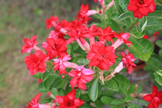 Beautiful Adenium Obesum flower. Red Desert rose in the garden