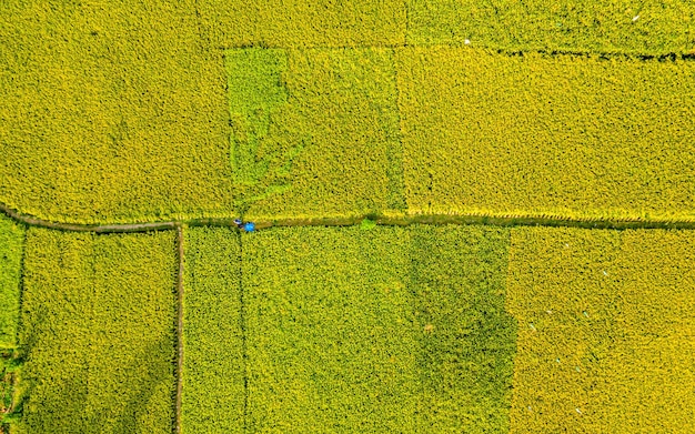 Beautiful aerial view of Paddy farmland at kathmandu, Nepal.