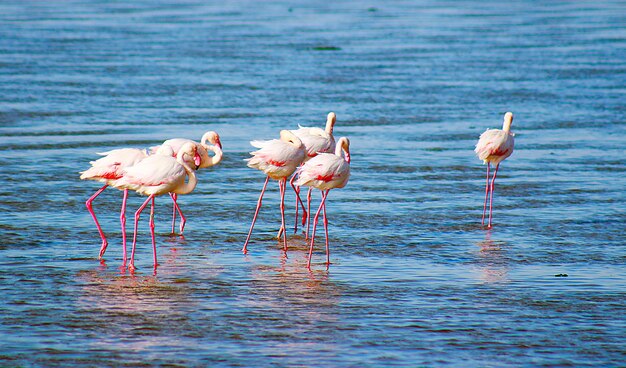 Beautiful african flamingos walking around the lagoon and looking for food