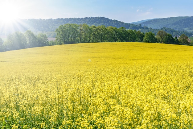 Beautiful agricultural background blooming canola on a sunny day against a background of green trees and a blue sky