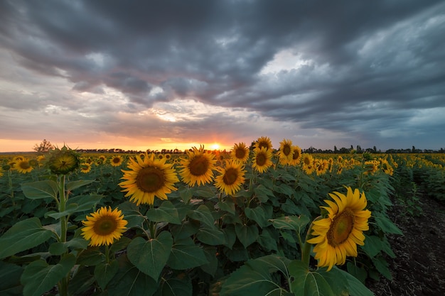 Beautiful agricultural landscape, farmland view with sunflowers field and beautiful sky