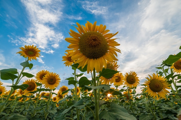 Photo beautiful agricultural landscape, farmland view with sunflowers field and majestic sky