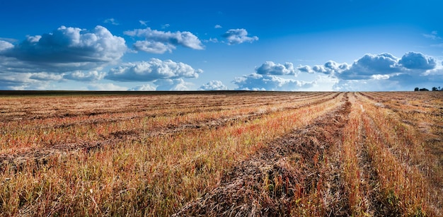 Beautiful agricultural landscape with winding brown rows of mown buckwheat straw