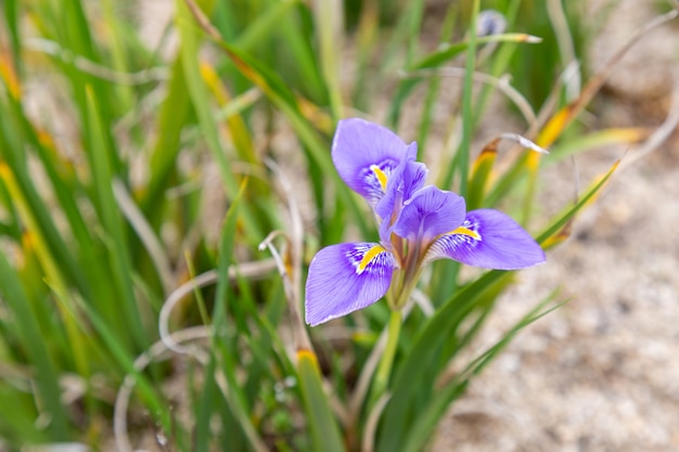 Beautiful Algerian iris flower.