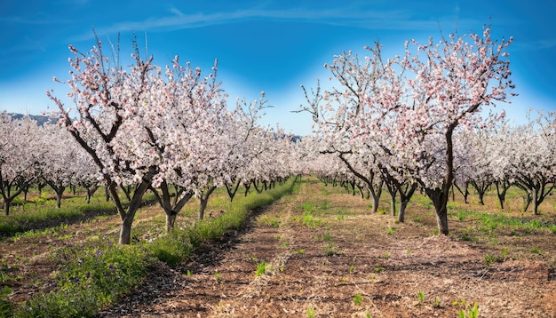 Beautiful almond garden rows of blooming almond trees orchard