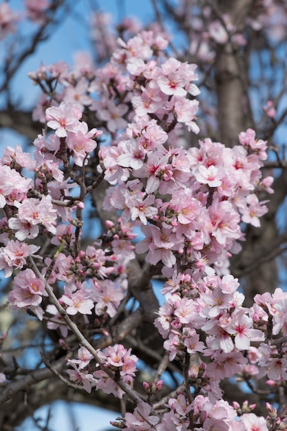 Beautiful almond trees