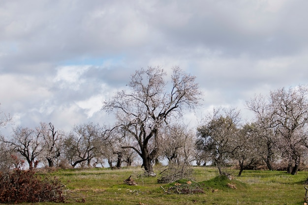 Beautiful almond trees