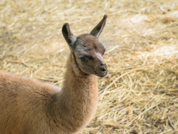 Beautiful Alpaca with thick hair of dry grass. Portrait of a tamed pet with beautiful hair.