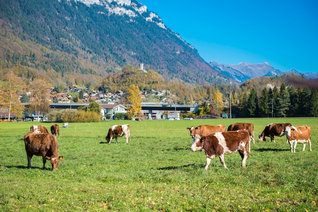 Beautiful of Alps mountain and cattle and at Autumn in Interlaken canton