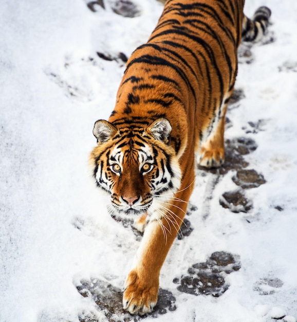 Beautiful Amur tiger on snow Tiger in winter forest