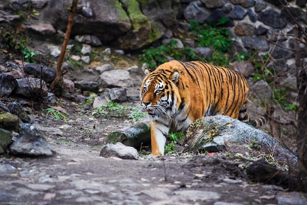 Beautiful Amur tiger