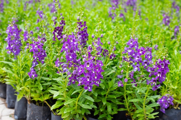 Beautiful angelonia goyazensis benth in the park