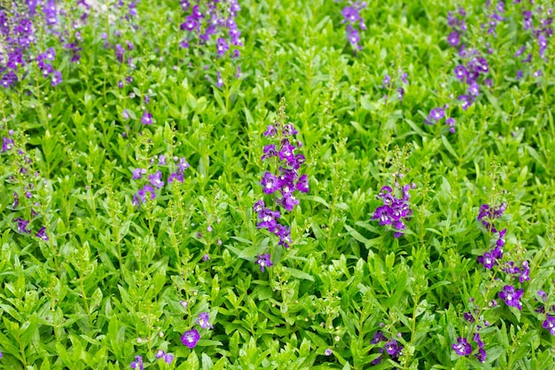 Beautiful angelonia goyazensis benth in the park